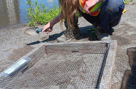 Installing a turtle nest protector to keep turtle eggs safe from predators.