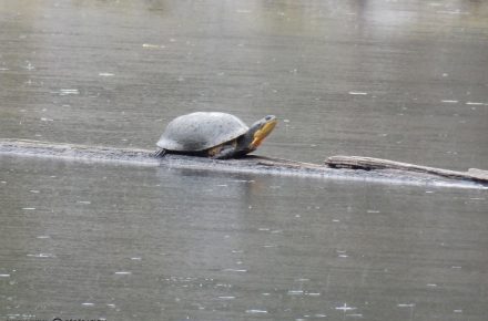 Blanding’s Turtle found during a survey in a previously undocumented location.