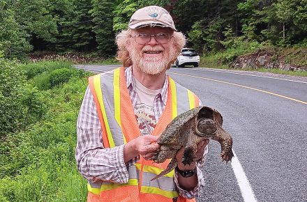 Rescuing a Snapping Turtle trying to cross a busy road.