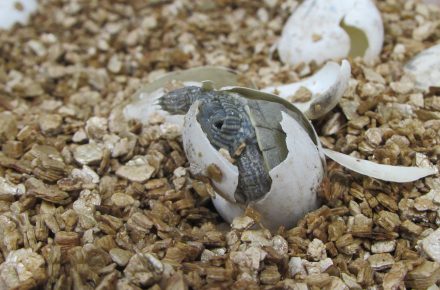 Northern Map Turtle in the process of hatching.