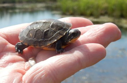 Blanding’s Turtle hatchling ready for release into nature.
