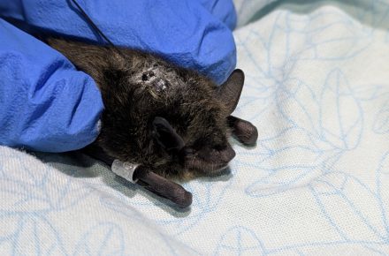 Little brown bat with novel CTT tag and an arm band. Ready to be released