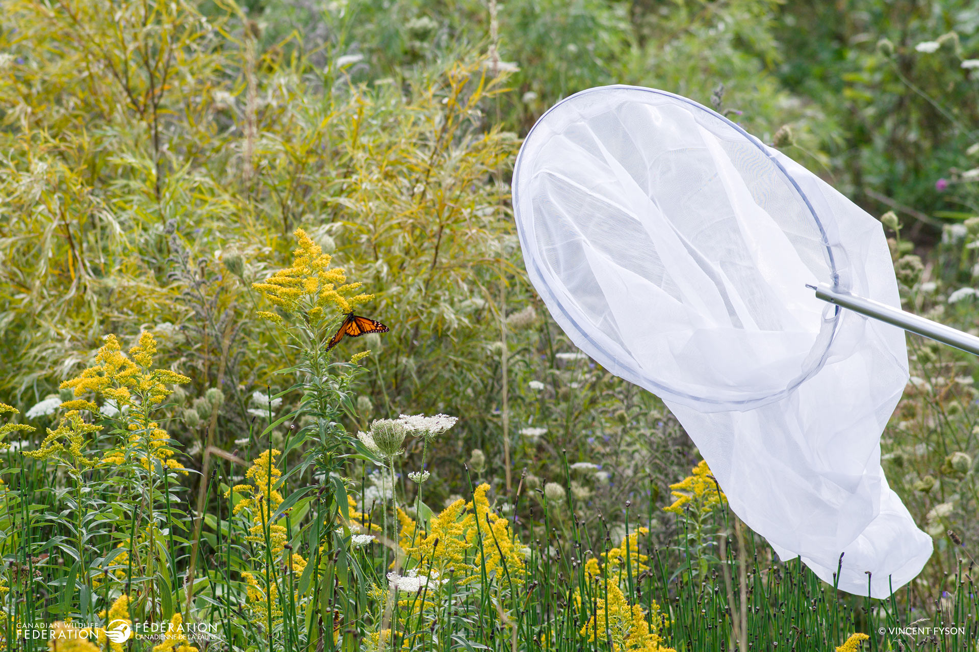 A scientist uses a butterfly net to catch a Monarch Butterfly while it feeds on goldenrod nectar at Providence Bay Beach on Manitoulin Island