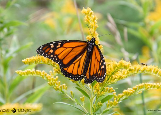 Look closely at the monarch’s back in this photo. See the tiny solar panel? This panel provides energy for the antenna to ping off of nearby cellphones and send a location signal. ©Vincent Fyson | CWF