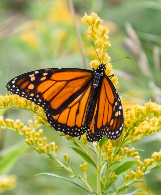 Look closely at the monarch’s back in this photo. See the tiny solar panel? This panel provides energy for the antenna to ping off of nearby cellphones and send a location signal. ©Vincent Fyson | CWF