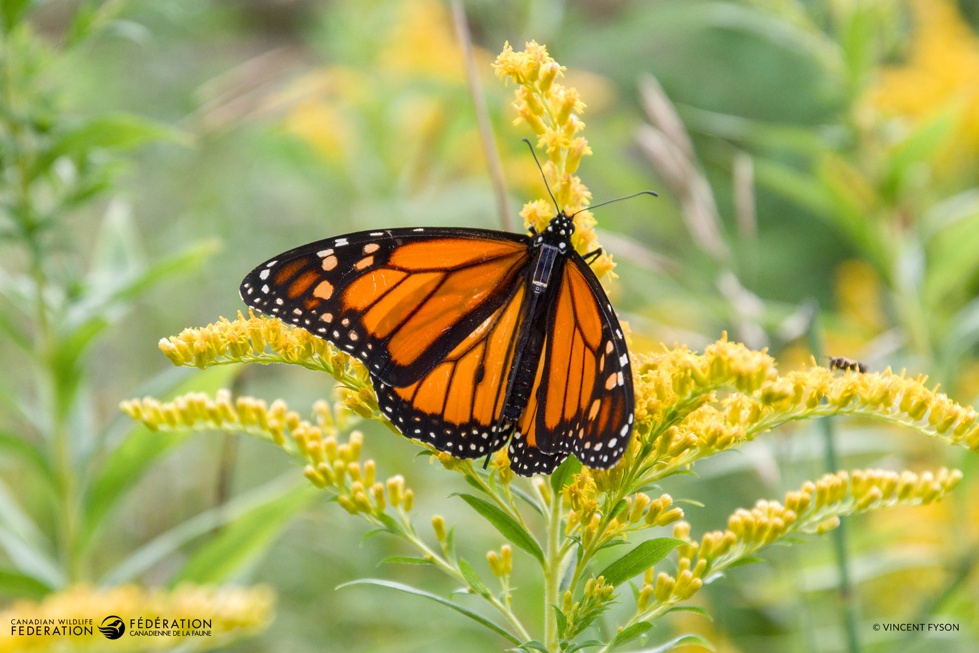 Look closely at the monarch’s back in this photo. See the tiny solar panel? This panel provides energy for the antenna to ping off of nearby cellphones and send a location signal. ©Vincent Fyson | CWF
