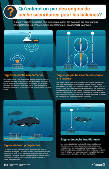 whale safe gear infographic